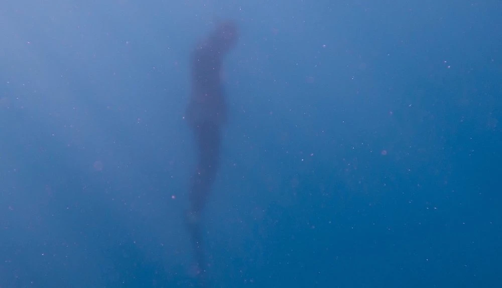 Taucher im Wasser beim Apnoetauchen